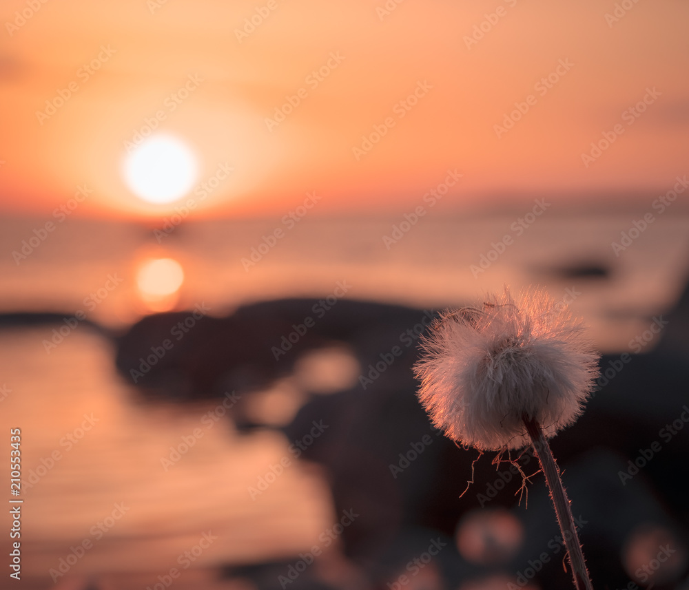 Fluffy dandilion by the lake at sunset