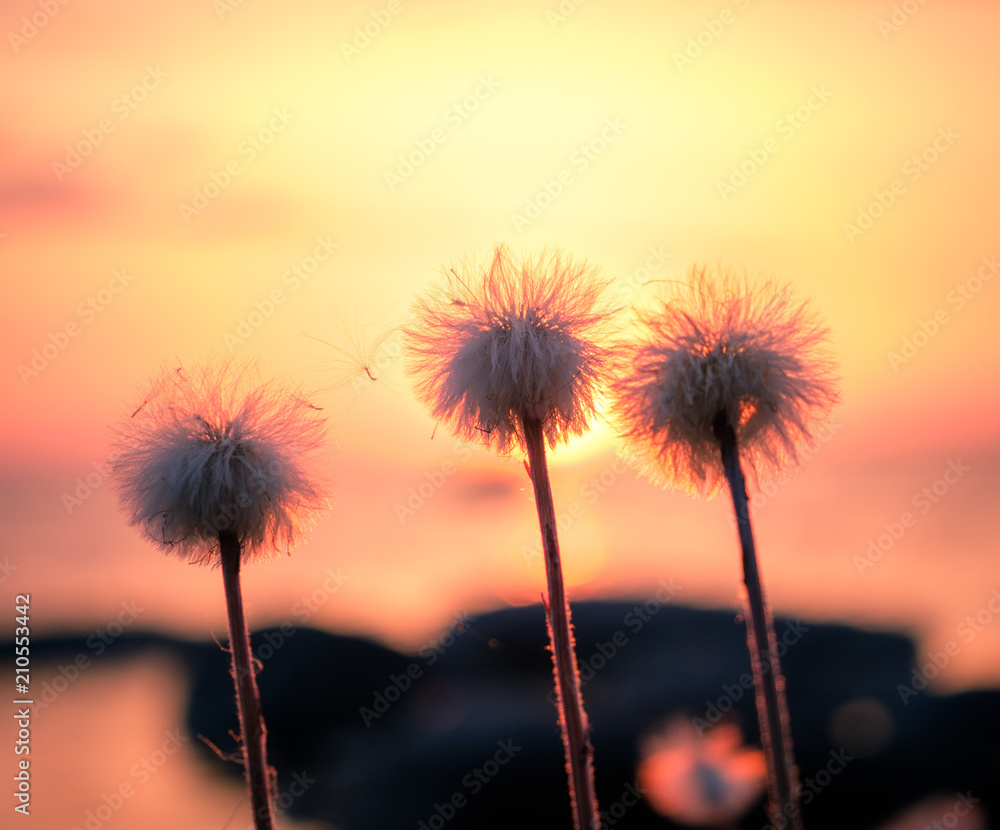 Three Fluffy dandilion by the lake at sunset
