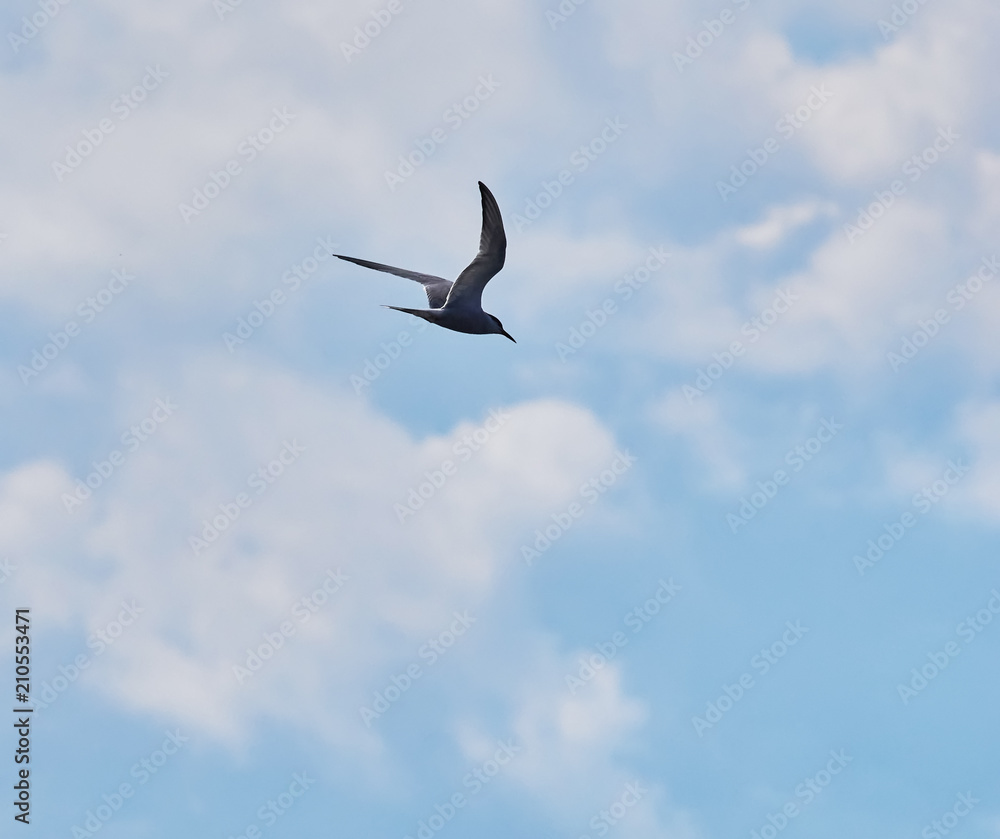 tern in flight. summer tern in flight. summer