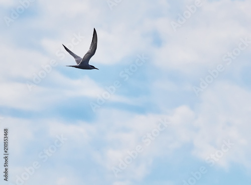 tern in flight. summer