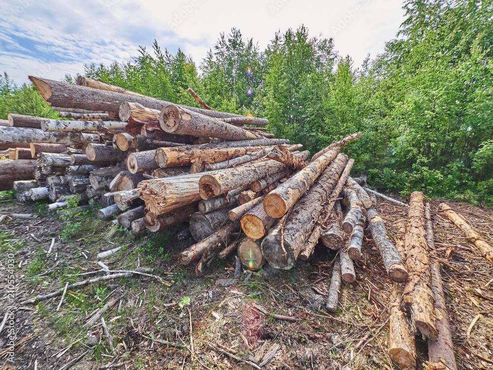 felled forest by the road