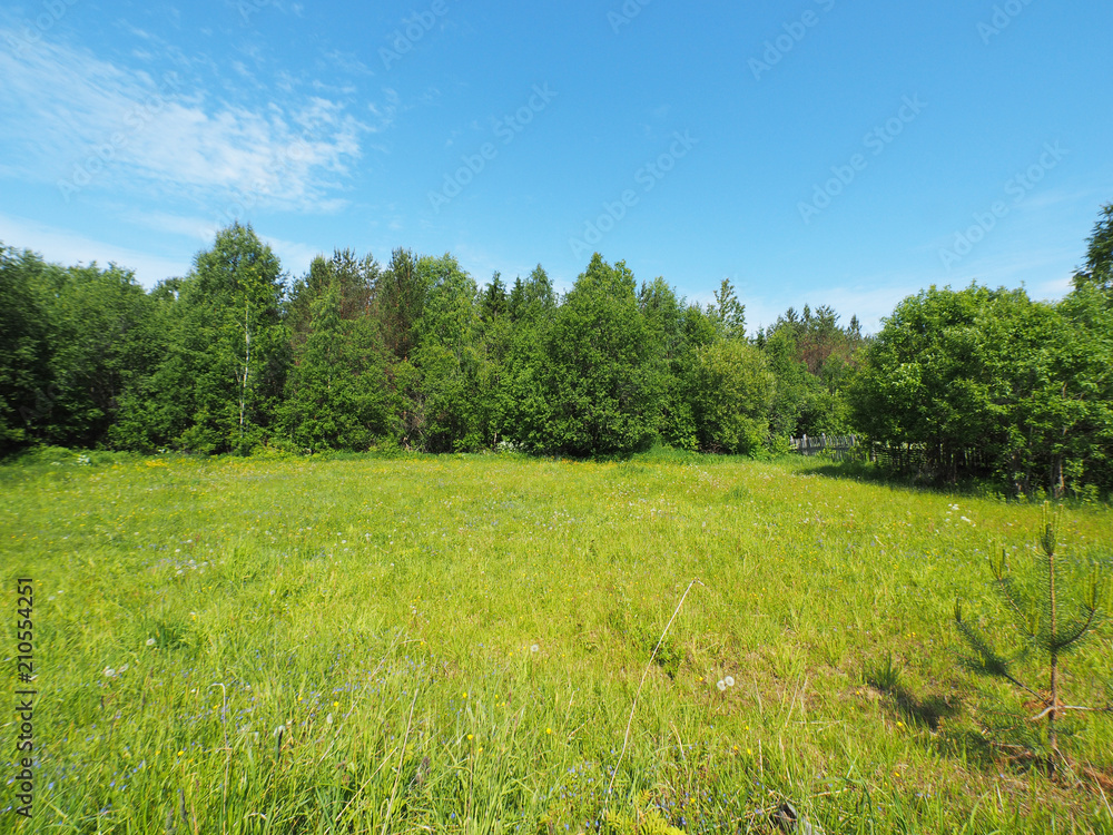 forest in the summer. Russia. Karelia