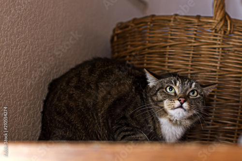 angry and scared cat sitting on the shelf
