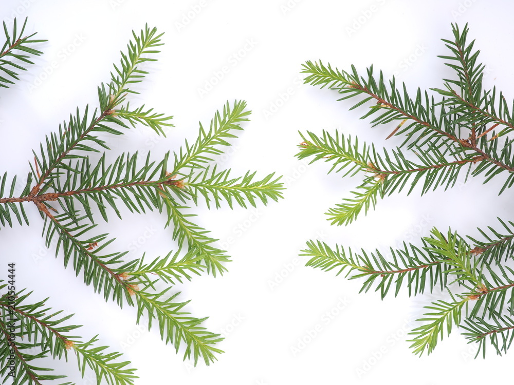 branch of spruce on a white background