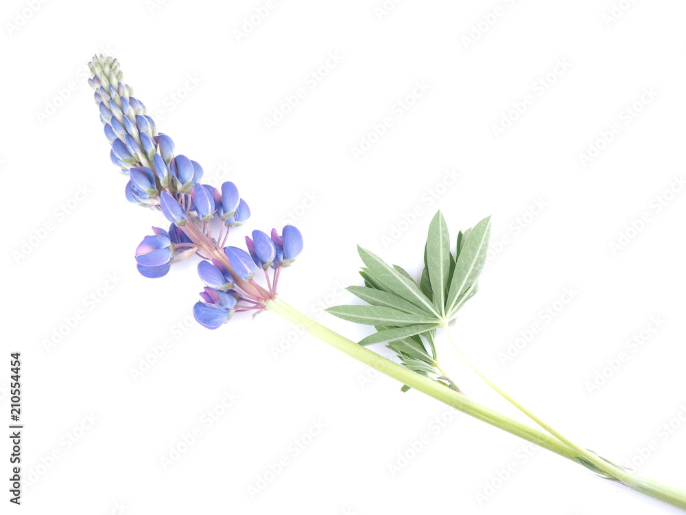 lupine flowers on white background