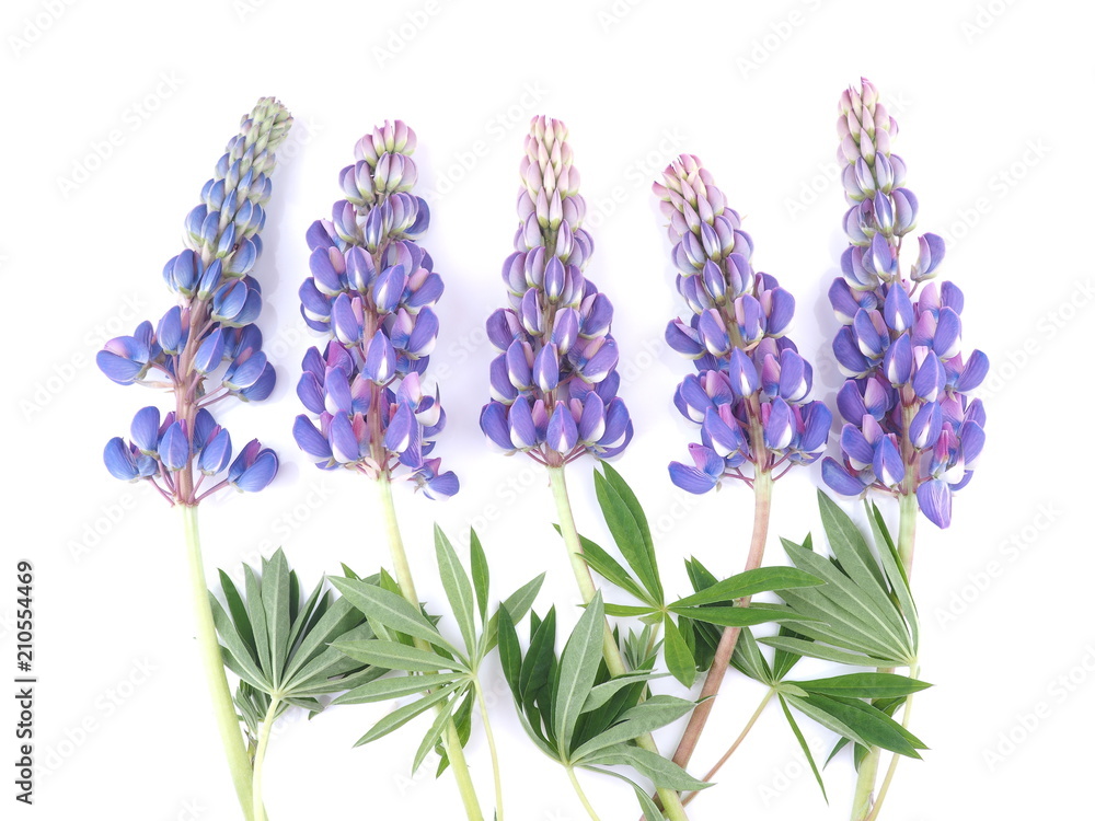 lupine flowers on white background lupine flowers on white background