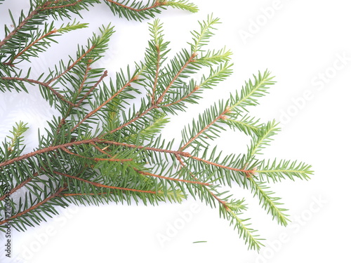 branch of spruce on a white background