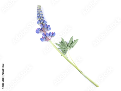 lupine flowers on white background