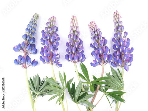 lupine flowers on white background