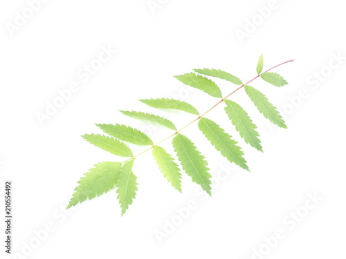 leaves of mountain ash on white background