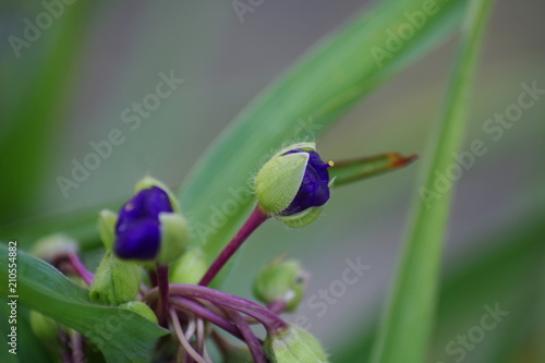 Blumenmacros