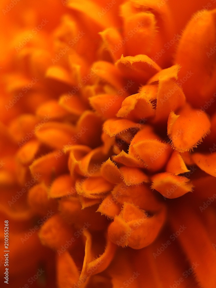 Beautiful orange flower in the Park close Beautiful orange flower in the Park close