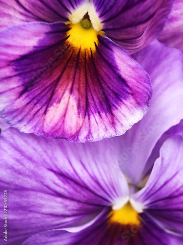 Fototapeta Naklejka Na Ścianę i Meble -  Beautiful flower lilac violet in the Park close up 