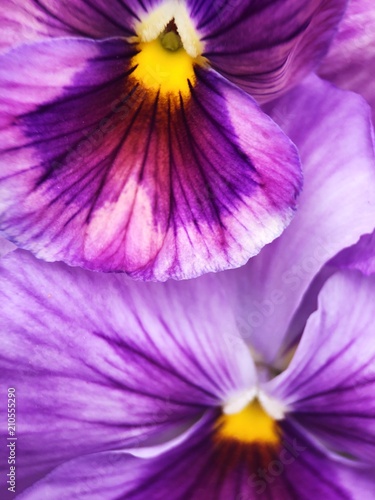 Fototapeta Naklejka Na Ścianę i Meble -  Beautiful flower lilac violet in the Park close up 