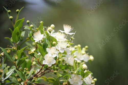 mirto fiori e bacche