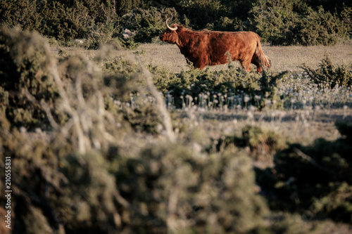 Brown hairy ox with big hornes standing in the forest photo