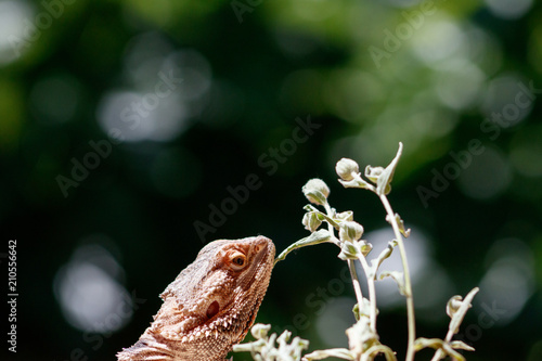 pogona next to a plant