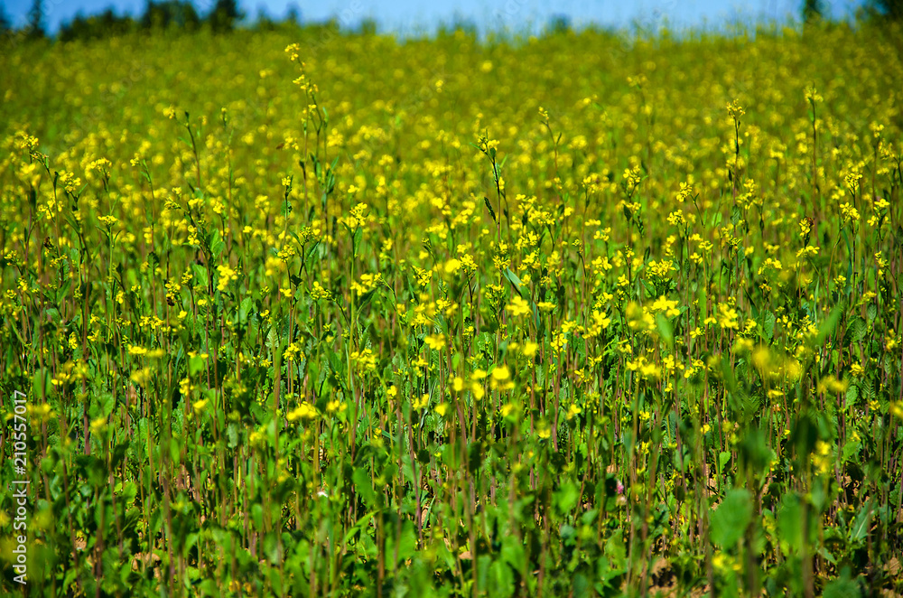Rapeseed flowers in a field full of the yellow spring crop