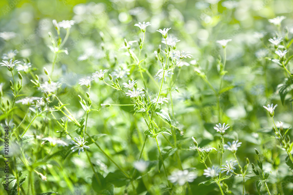 Stellaria holostea flowers Stellaria holostea flowers