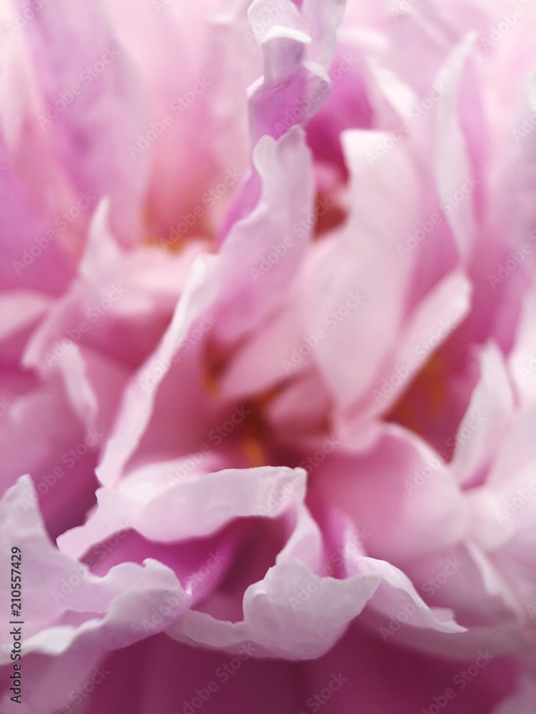 Beautiful pink peony flower in the Park close up 