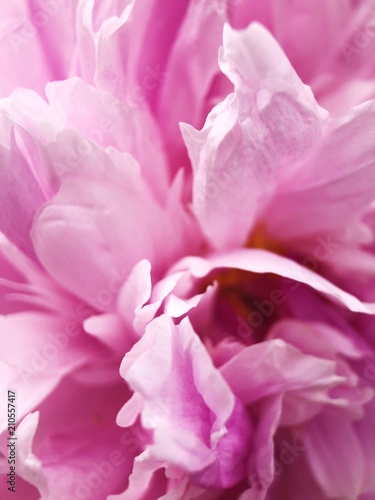 Beautiful pink peony flower in the Park close up © Angelic