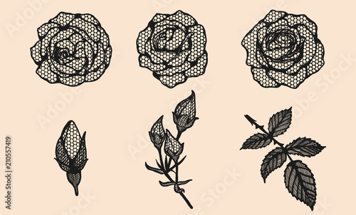 Rose vector lace by hand drawing.Beautiful flower on brown background.Rose lace art highly detailed in line art style.Flower tattoo on vintage paper.