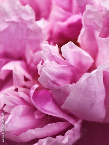 Beautiful pink peony flower in the Park close up  © Angelic