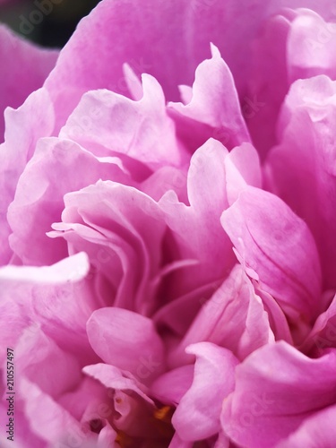 Beautiful pink peony flower in the Park close up © Angelic