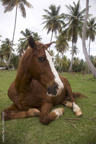 the brown horse with a white strip on a muzzle lies under palm trees