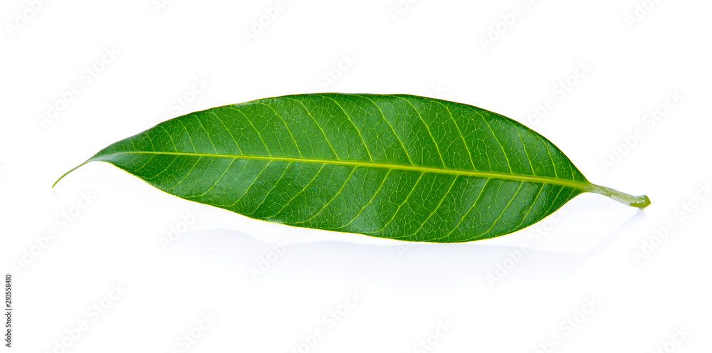 Obraz premium mango leaf on white background