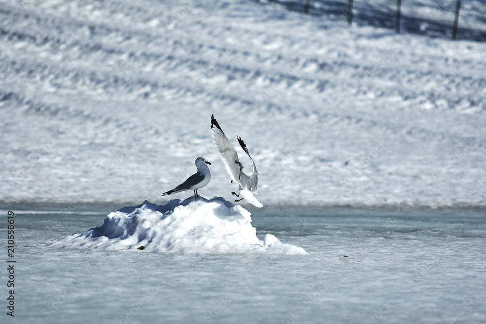 Fototapeta premium Winter views of Canada