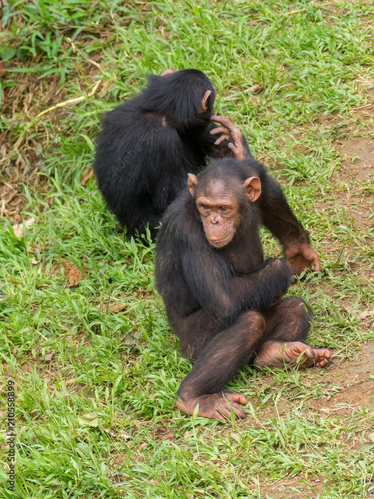 Chimpanzee consists of two extant species: the common chimpanzee and the bonobo. Together with humans, gorillas and orangutans they are part of the family Hominidae (the great apes). (Pan troglodytes) Chimpanzee consists of two extant species: the common chimpanzee and the bonobo. Together with humans, gorillas and orangutans they are part of the family Hominidae (the great apes). (Pan troglodytes)