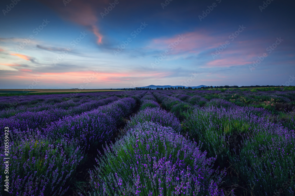 Lavender field at unset Lavender field at unset