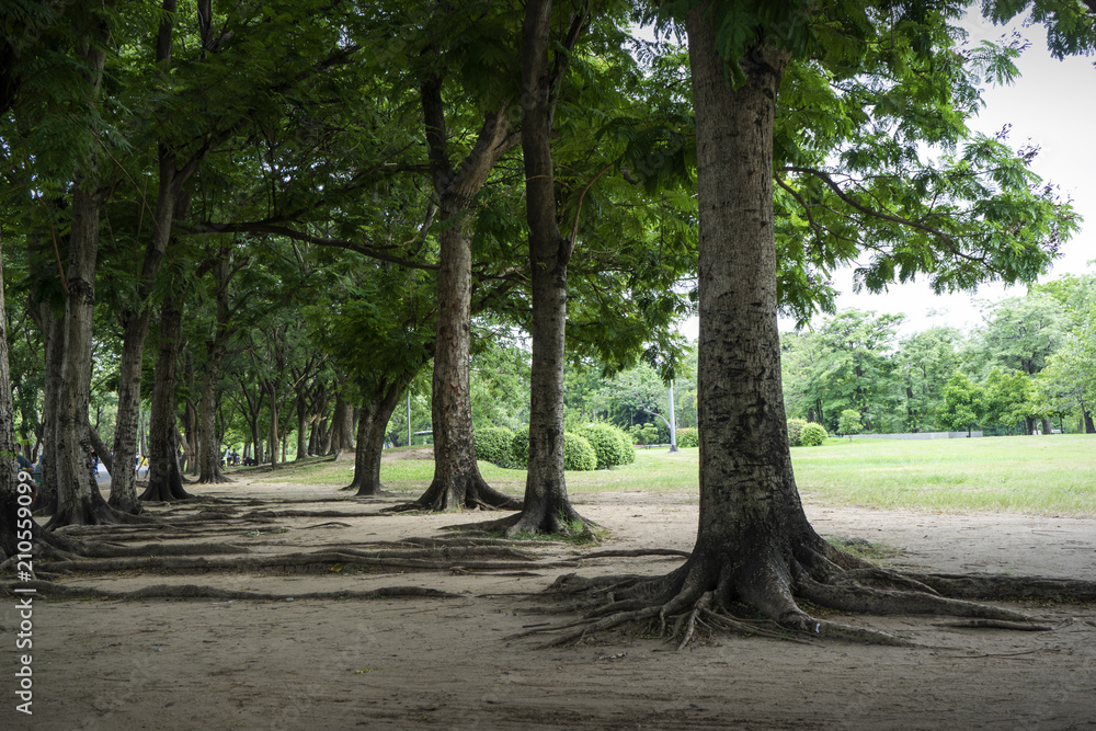 Image of green garden background in the park