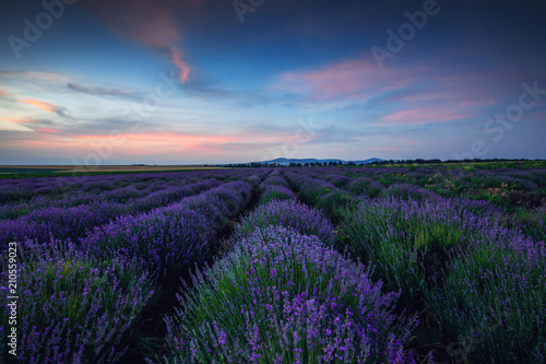 Lavender field at unset