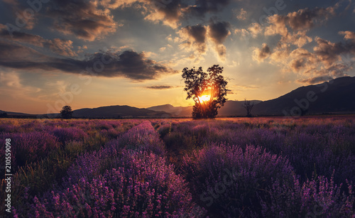 Fototapeta Naklejka Na Ścianę i Meble -  Lavender field at sunset