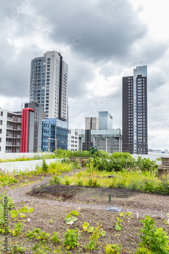 Vegetable roofgarden on top of an office building in the citycenter of Rotterdam, Netherlands. The biggest rooftop farm in Europe. photo