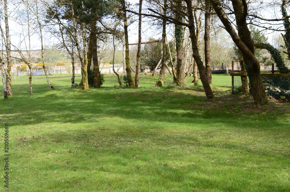 Juicy green grass in early spring