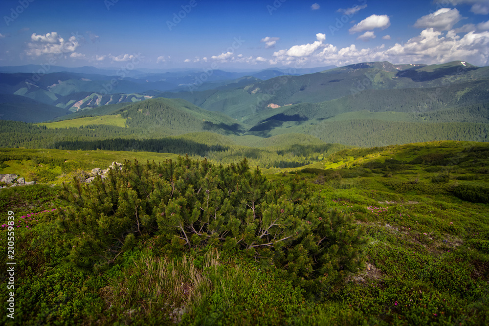 Obraz premium Beautiful mountains and blue sky in the Carpathians. Ukraine.