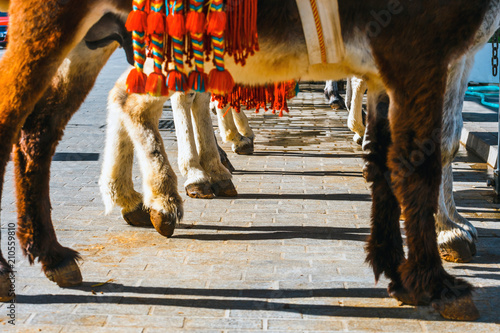 Fotografía Close up of colorful decorated donkeys famous as Burro-taxi waiting for passengers in Mijas, a major tourist attraction