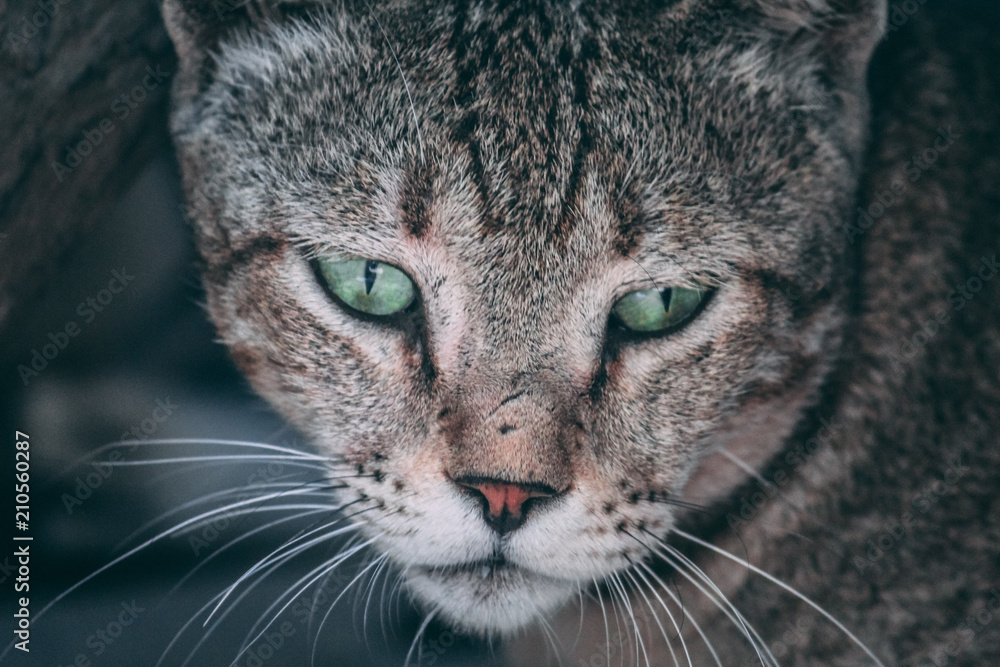Cat staring at camera Cat staring at camera