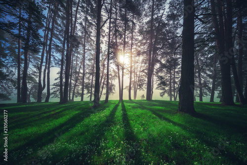 Forest landscape and morning fog in spring