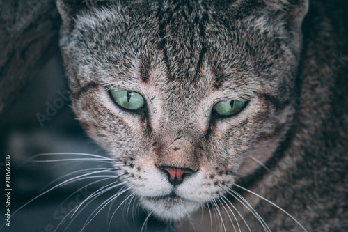 Cat staring at camera