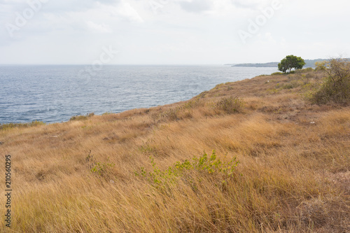 Yellow field with grass on the beach