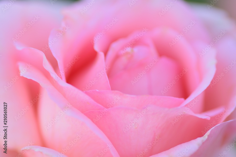 Macro details of pink Rose flower in summer garden Macro details of pink Rose flower in summer garden