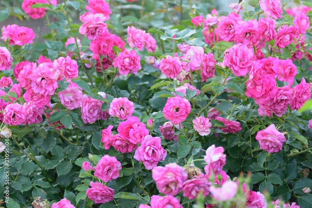 Macro details of pink Rose flower in summer garden