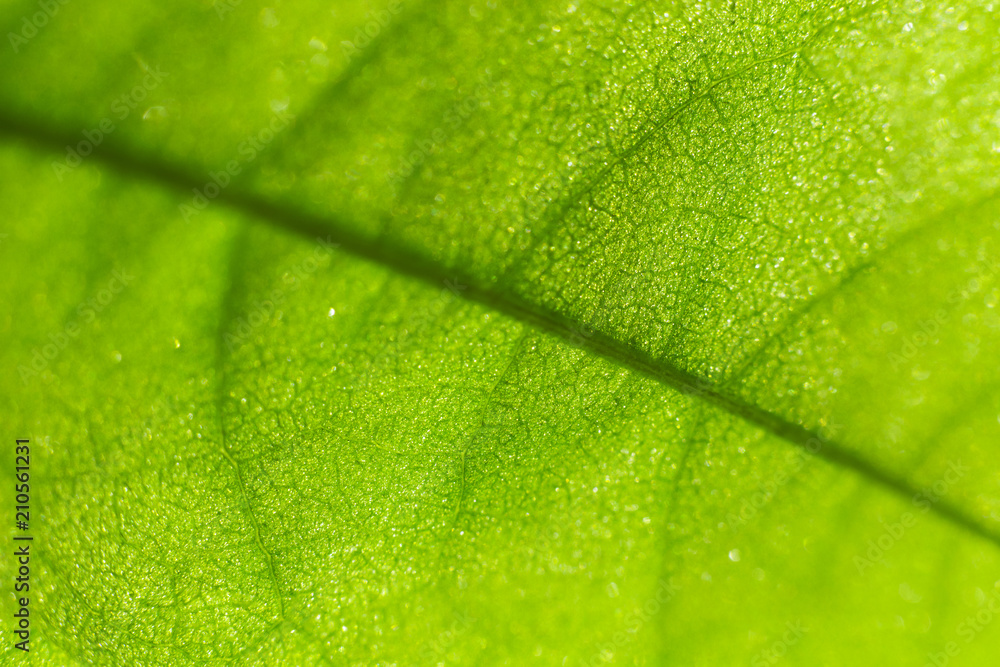 Annona leaf macro Annona leaf macro