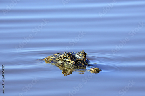 Yacare Caiman (Caiman yacare) in the Water. Porto Jofre, Pantanal, Brazil