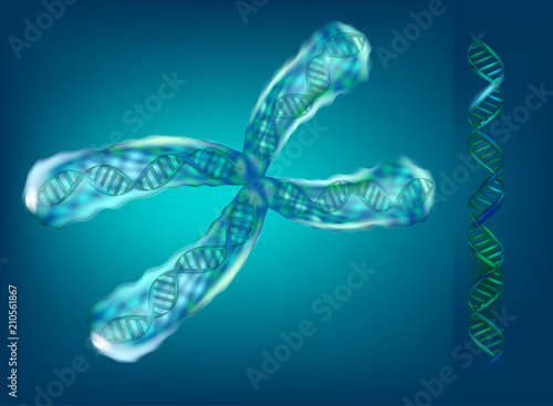 3D illustration of chromosomes. Genetics.  