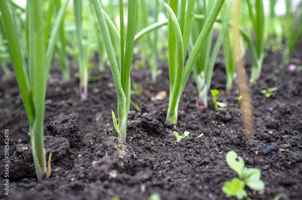 Bed with a young and fresh green onions, rural, overcast summer day. Bed with a young and fresh green onions, rural, overcast summer day.
